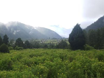 薬草栽培支援事業